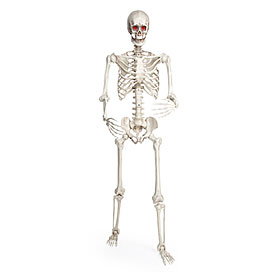 5' LED Posable Skeleton | Big Lots